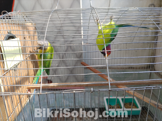 হীরা মন টিয়া পাখি